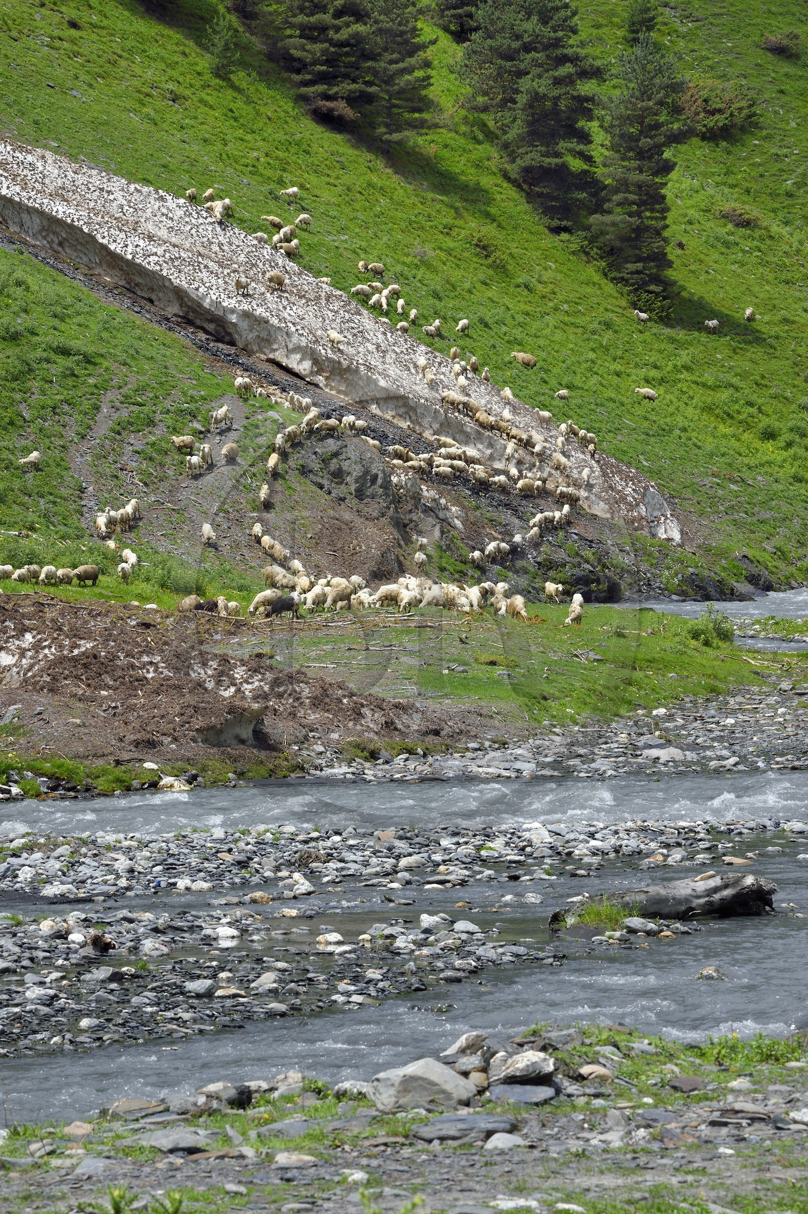 Géorgie, Kakheti, Parc national de Touchétie, vallée de la rivière Alazani dans les montagnes de Pirikiti, troupeau de moutons en bordure de rivière