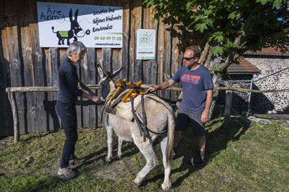France, Haute-Loire (43), Le Monastier-sur-Gazeille, randonnée avec un âne sur le chemin de Stevenson (GR 70), rencontre avec l'âne Anatole chez Christophe Galland de chez Ane Azimut qui nous apprend à le bâter