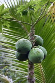 France, Ile de Mayotte, Grande-Terre, Miréréni, réserve forestière de Combani, papaye