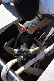 France, Bouches-du-Rhône (13), Parc naturel régional de Camargue, manade Jacques Mailhan, encocardement du taureau qui va participer à la course camarguaise