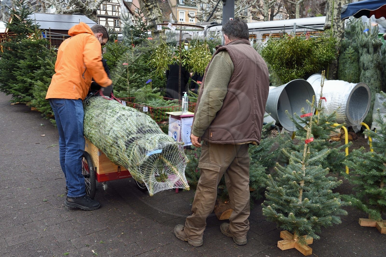 France, Bas-Rhin (67), Strasbourg, vieille ville classée au Patrimoine Mondial de l’UNESCO, Marché de Noel (Christkindelsmarik) de la place Broglie, la famille Schwoob vend des sapins depuis de nombreuse années