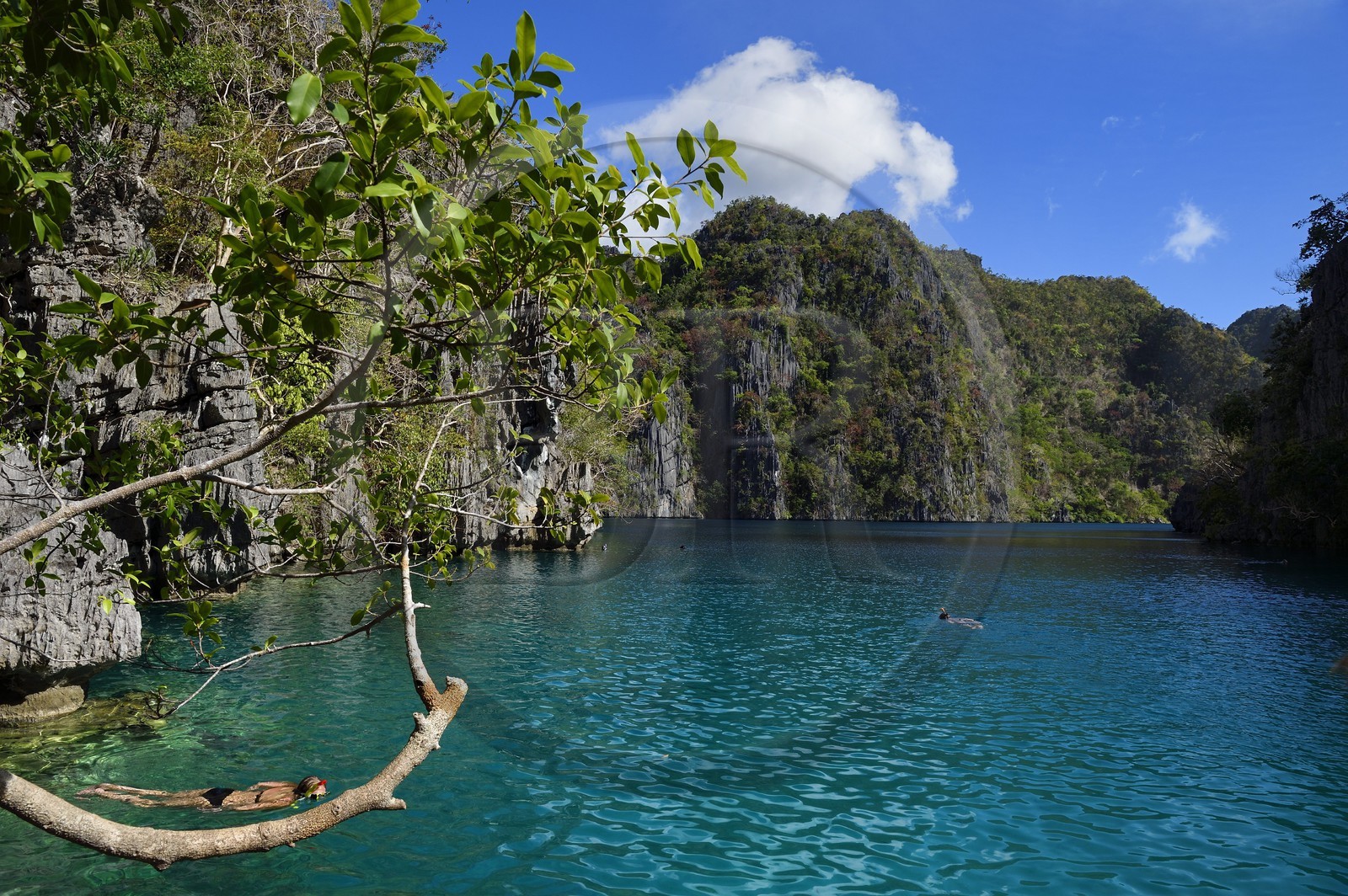 Philippines, Calamian Islands dans le nord de Palawan, Coron Island Natural Biotic Area, le lac Kayangan entouré de falaises abruptes et formations rocheuses karstique en calcaire du Permien