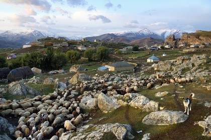 Azerbaïdjan, région de Quba (Guba), chaine de montagne du Grand Caucase, village de Giriz à l'aube, départ des moutons pour les prés encadrés par des chiens bergers caucasiens