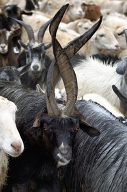 Azerbaïdjan, région de Ismailli, troupeau de moutons et de chèvres en transhumance sur la route descendant de Lahij (Lahic)