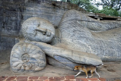 Sri Lanka, province du Centre-Nord, Polonnaruwa, l'ancienne capital du pays (XIe au XIIIe siècle) est classée au Patrimoine Mondial de l'UNESCO, bouddha géant taillé dans la rocher du Gal Vihara, Bouddha couché