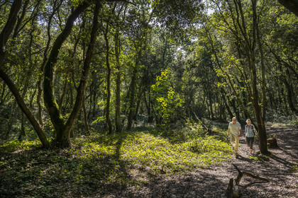 France, Loire-Atlantique (44), Saint-Brévin-Les-Pins, forêt de la Pierre Attelée, découverte en compagnie du chargé du patrimoine arboré Frédéric Lepage