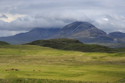 Royaume-Uni, Ecosse, Hébrides intérieures, Ile de Islay, vaches au paturage dans les prairies du Nord-Est de l'île et les montagnes de l'île de Jura en arrière plan
