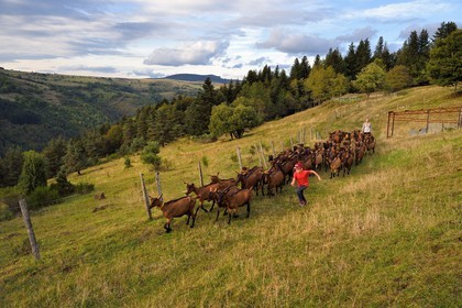 France, Ardèche (07), parc naturel régional des Monts d'Ardèche, massif du Mézenc, Lac-d'Issarlès, Ferme de La Louvèche, l'agricultrice Stéphanie Coquart et son fils rentrent les chèvres pour la traite du soir