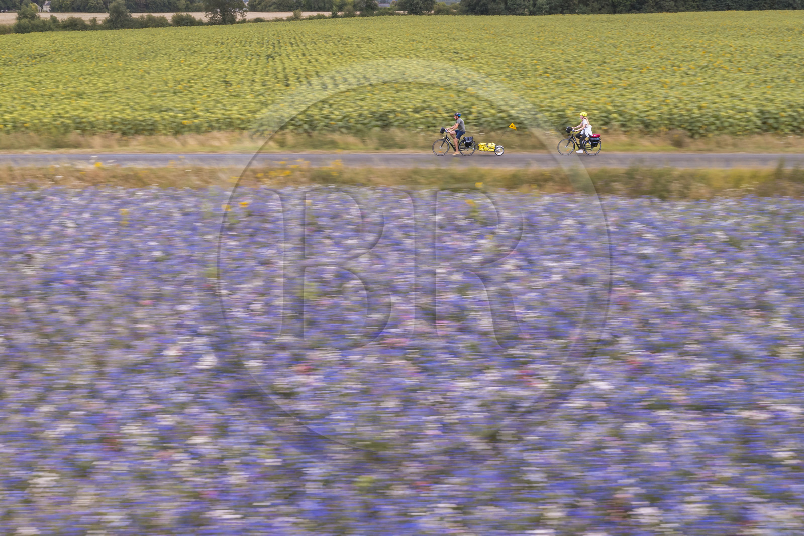 France, Maine-et-Loire (49), vallée de la Loire classée au Patrimoine Mondial par l'UNESCO, Saumur vers Saint-Hilaire, randonnée à bicyclette avec une remorque transportant le matériel de camping (vue aérienne)