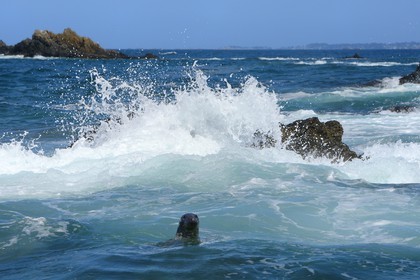 France, Côtes-d'Armor (22), Perros-Guirec, Ile Tomé, phoque gris (Halichoerus grypus)
