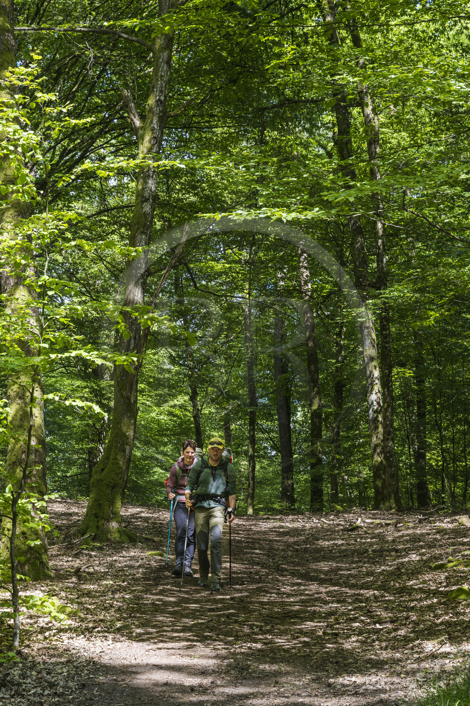 France, Bas-Rhin (67), Parc naturel régional des Vosges du Nord, Obersteinbach, foret domaniale de Steinbach, randonneurs sur le GR532 vers les ruines du chateau de Lutzelhardt