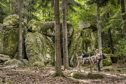 France, Lozère (48), Saint-Flour-de-Mercoire, forêts de la Margeride, randonnée avec un âne sur le chemin de Stevenson (GR 70) et sur le sentier des fades (les fées en occitan)