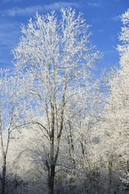 France, Bas-Rhin (67), région de Saverne, arbres givés