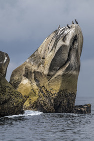 France, Finistère (29), Penmarch, archipel des Étocs, Grand Cormoran (Phalacrocorax carbo) perché sur un rocher