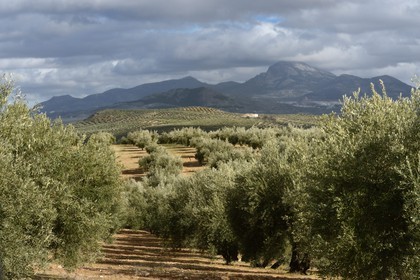 Espagne, Andalousie, province de Jaén, champs d'oliviers au sud de Martos entre Baena et Alcaudete, la Sierra Magina en arrière plan
