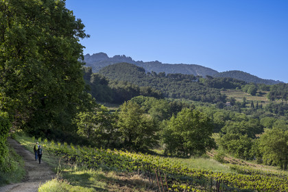 France, Vaucluse (84), Dentelles de Montmirail, Sablet, randonneurs sur les contreforts du Massif entre vignes et forêts