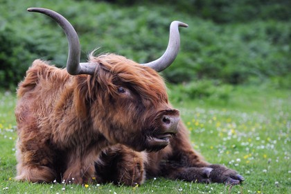 Royaume-Uni, Ecosse, Highland, Hébrides intérieures, Ile de Mull, vache de race Highland