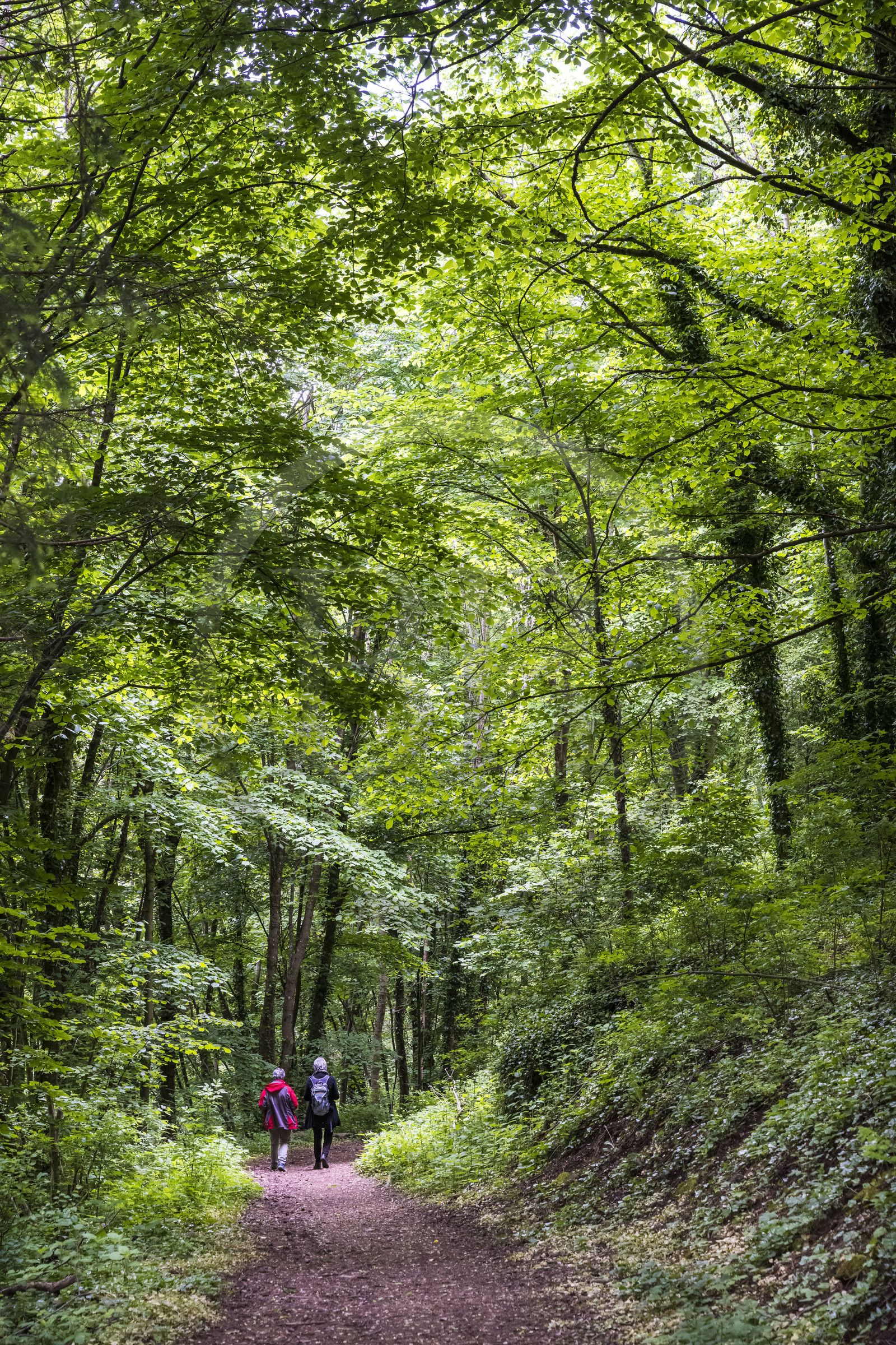 France, Bas-Rhin (67), Parc Naturel régional des Vosges du Nord, La Petite Pierre, chemin dans la forêt au pied du chateau de Lutzelstein