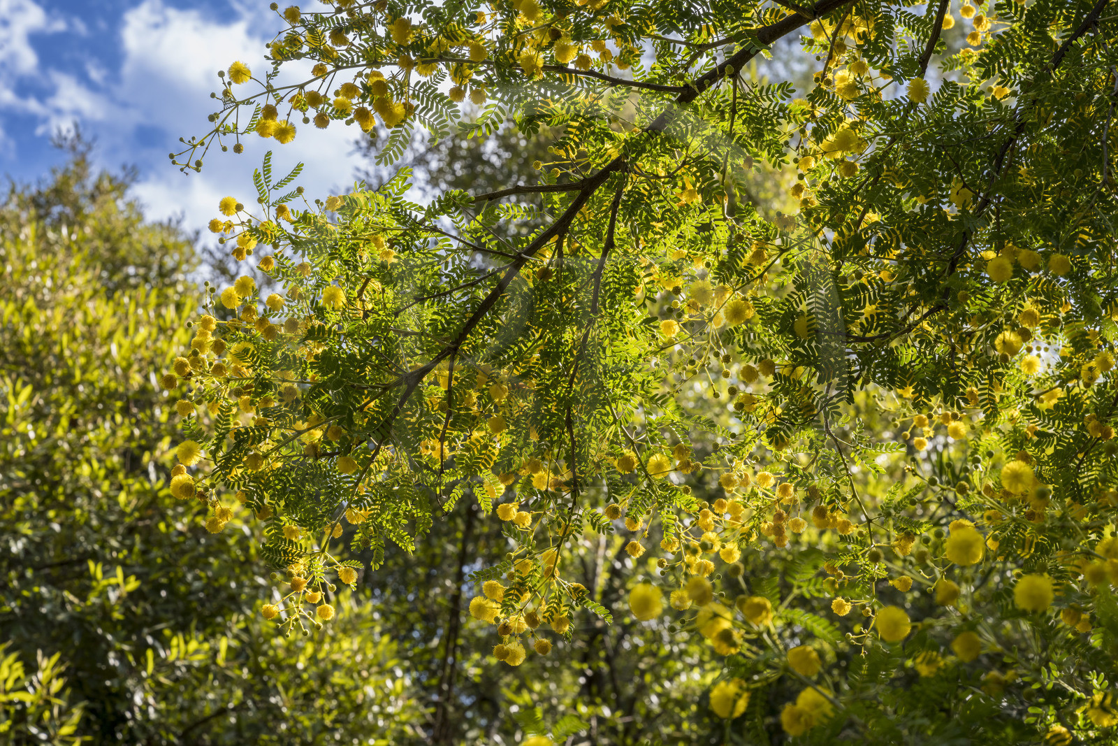 France, Alpes-Maritimes (06), Antibes, Le Jardin Botanique de la Villa Thuret (rattachée à l'INRAE), labellisé Jardin Remarquable et Arbre Remarquable, Mimosa odorant (Vachellia karroo), peut être l'arbre du futur de nos ville avec son port étalé et sa résistance à la chaleur