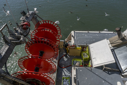France, Vendée (85), Saint-Gilles-Croix-de-Vie, bateau à quai à la criée du port de pêche, tri des sardines avant le débarquement