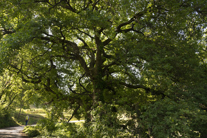 France, Vaucluse (84), Dentelles de Montmirail, Sablet, randonneur passant sous un chêne centenaire