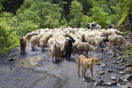 Géorgie, Kakheti, region de Touchétie, transhumance de moutons sur la piste qui relie Telavi à Omalo en passant par le Col d'Abano à 2826 mètres
