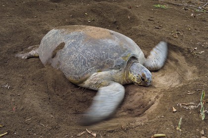 France, Ile de Mayotte, Grande-Terre, Kani-Keli, plage de N’Gouja, le Jardin Maoré, tortue (de mer) verte (Chelonia mydas) recouvrant de sable ses oeufs après la ponte