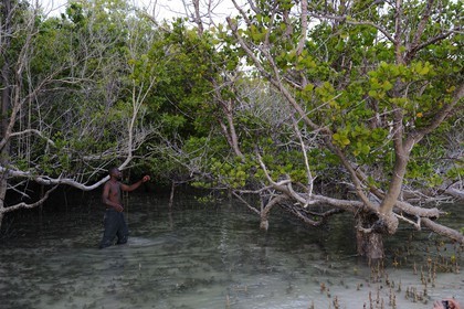 Tanzanie, archipel de Zanzibar, île de Unguja (Zanzibar), côte est, baie de Chwaka vers Michamvi, la mangrove