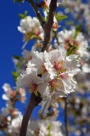 France, Bouches-du-Rhône (13), Marseille, l'Estaque, amandier en fleurs