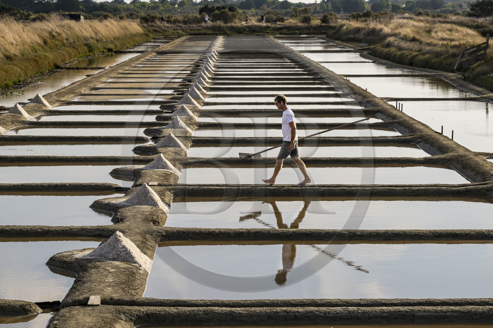 France, Vendée (85), Les-Sables-d'Olonne, les Marais Salants de L'Ile d'Olonne, le paludier Damien Merceron récoltant le sel dans la salorge de la Vertonne
