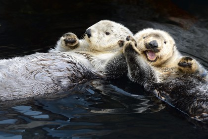 Portugal, Lisbonne, Parque das Nações (Parc des nations) construit pour l'exposition universelle de 1998, Oceanário (Oceanarium), loutre de mer (Enhydra lutris)