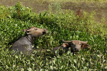 Vietnam, province de Ninh Binh, buffles dans les hautes herbes