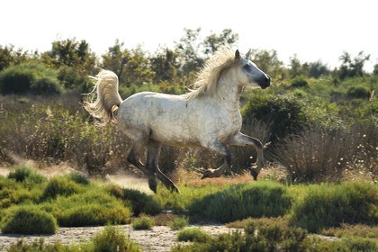 France, Bouches-du-Rhône (13), Parc naturel régional de Camargue, vers l'étang de Malagroy, manade Jacques Mailhan, cheval de Camargue dans la sansouire