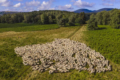 France, Puy-de-Dôme (63), Parc Naturel Régional des Volcans d'Auvergne, Chaine des Puys classée Patrimoine Mondial de l’UNESCO, les deux bergères Ostiane Vuillermoz et Charlotte Hevin gardant un troupeau de brebis Rava au pied du volcan Puy de Dôme (vue aérienne)