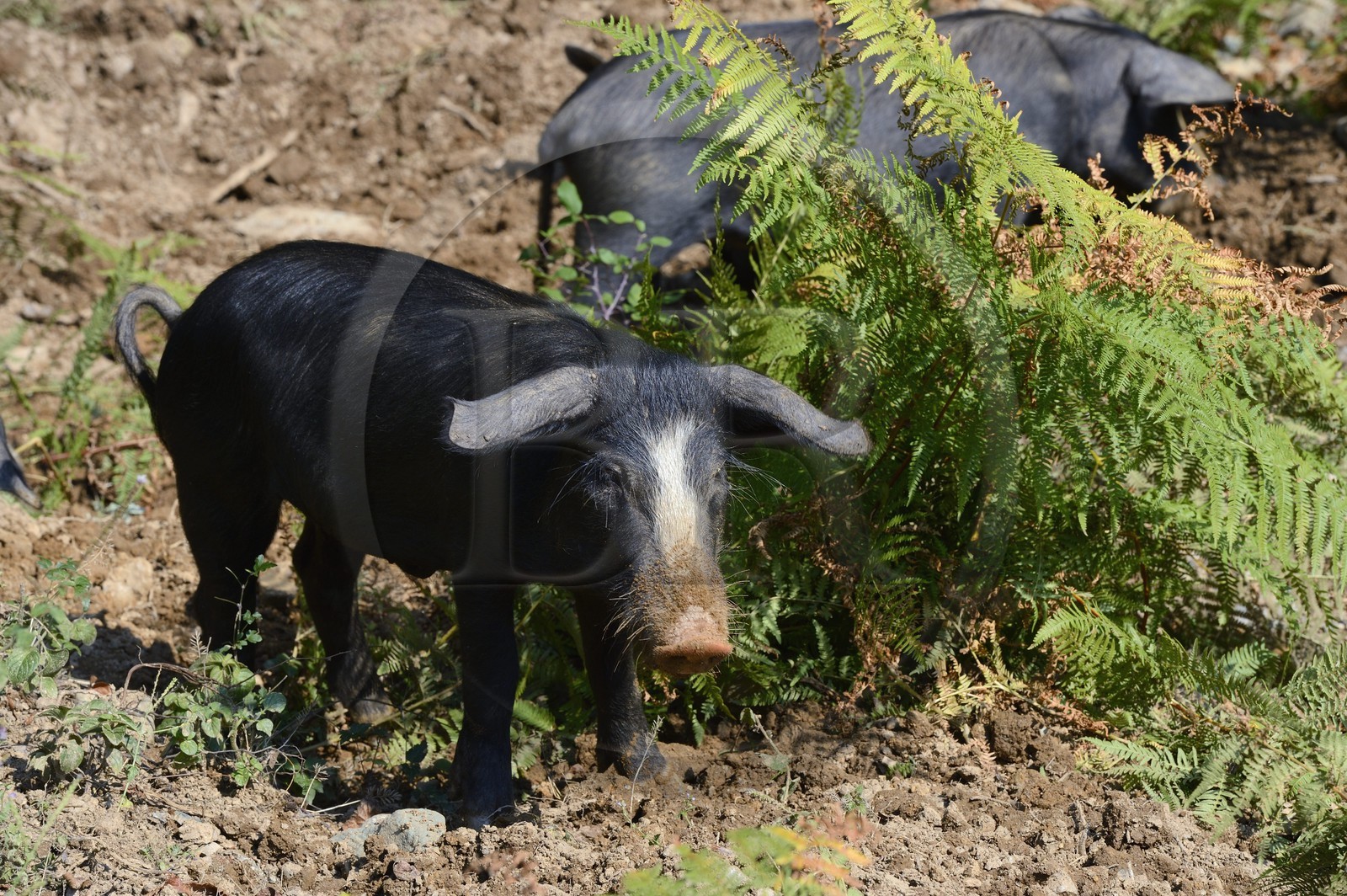 France, Haute-Corse (2B), Castagniccia, cochon semi-sauvages en liberté