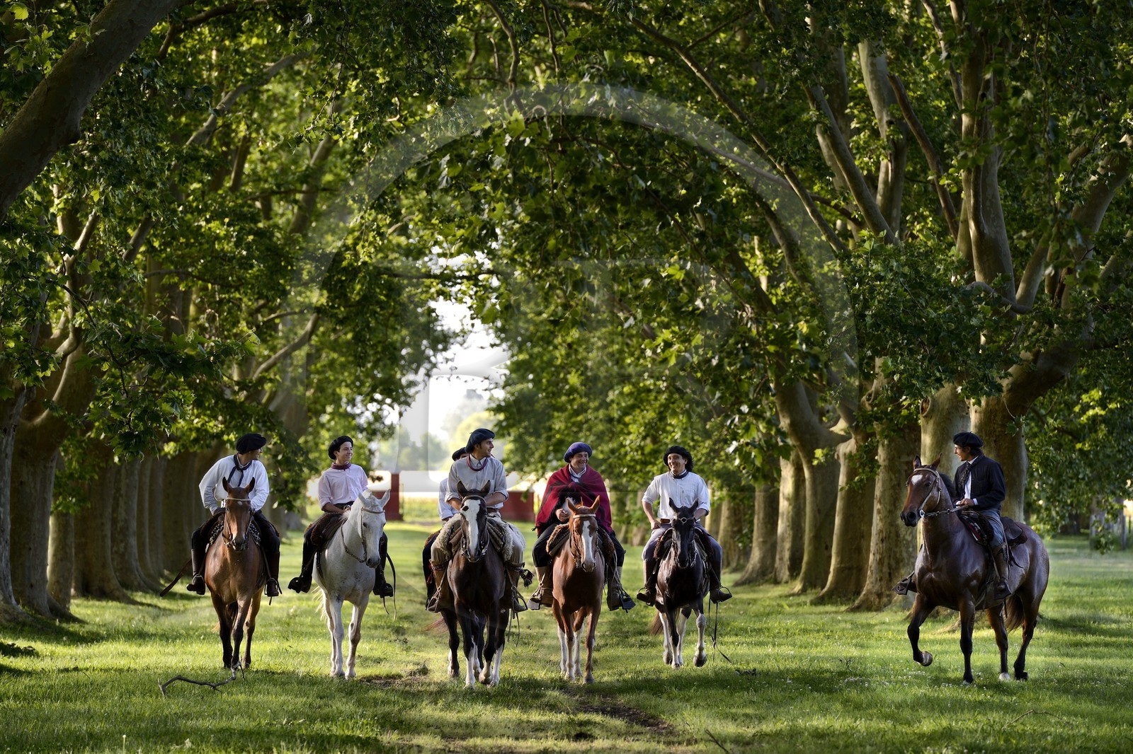 Argentine, province de Buenos Aires, San Antonio de Areco, groupe de gauchos à cheval sous les arbres de l'allée qui mène à l'estancia La Bamba de Areco