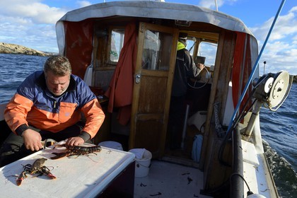 Suède, Västra Götaland, Iles Koster, sortie en mer pour récupérer les casiers à homards, mise en sécurité des pinces par des élastiques