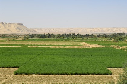 Egypte, désert libyque, oasis de Abu Mungar au nord de Farafra