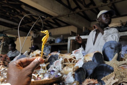Tanzanie, Dar es-Salaam, vendeurs de coquillages et d'hippocampes séchés au marché aux poissons de Kivukoni