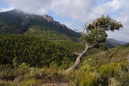 France, Var (83), Agay commune de Saint-Raphaël, massif de l'Estérel, le Pic du Cap Roux