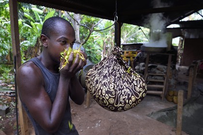 France, Ile de Mayotte, Grande-Terre, Ouangani, pesée à la distillerie de fleurs d'Ylang-ylang fraichement cueillies, on en extrait une huile essentielle utilisée en parfumerie, Hassani Soulaimana co-dirigeant de Aromaoré