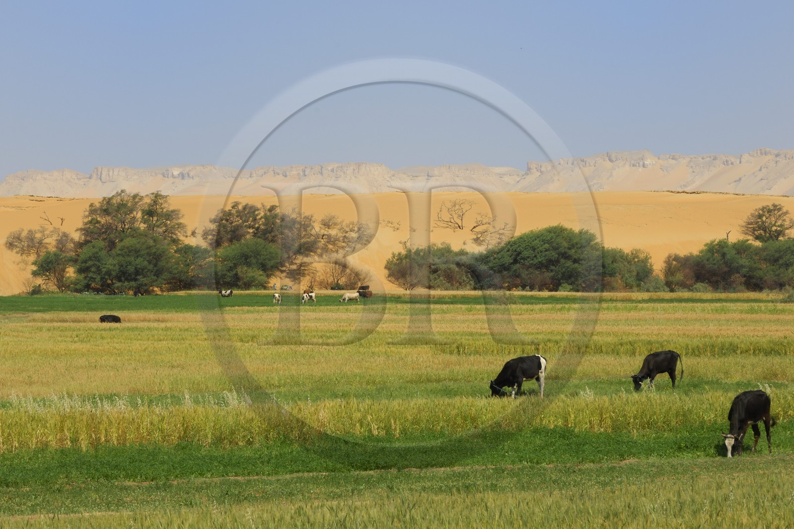 Egypte, désert libyque, oasis de Dakhla, travaux des champs