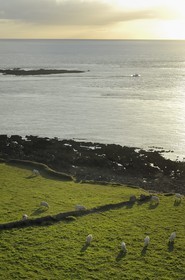 France, Manche (50), Cap de la Hague, le petit port de Goury, vaches dans les prés