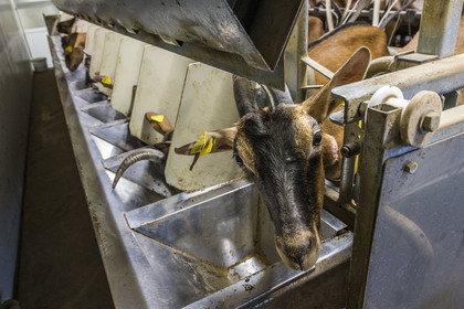 France, Bas-Rhin (67), Parc naturel régional des Vosges du Nord, Obersteinbach, la chèvrerie de La Ferme du Steinbach