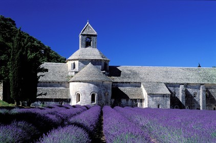 France, Vaucluse (84), Lubéron, commune de Gordes, champ de lavande devant l'abbaye cistercienne Notre-Dame-de-Sénanque du XIIe siècle