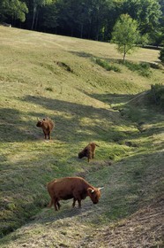 France, Bas-Rhin (67), Parc naturel régional des Vosges du Nord, Lembach, vaches highlands introduites dans les années 1990 pour débroussailler les friches humides de fonds de vallées