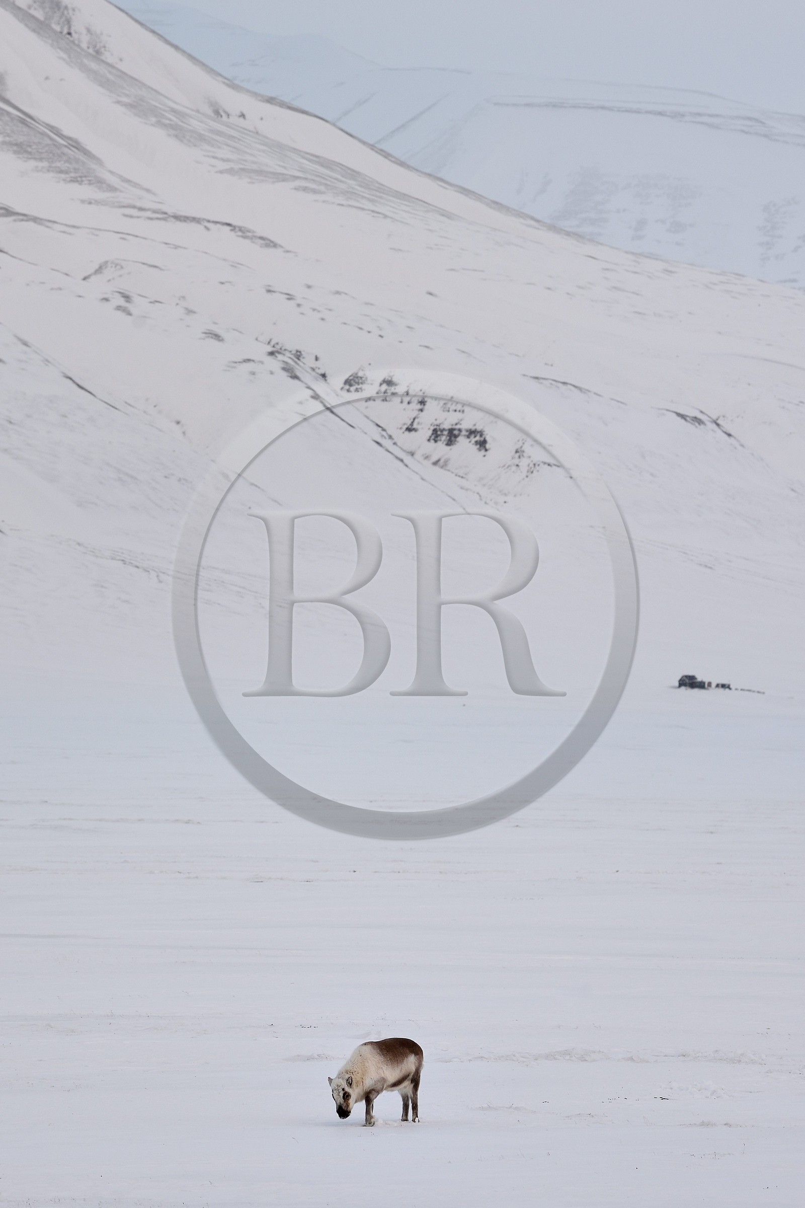 Norvège, Svalbard, Spitzberg, vallée de Adventdalen vers Longyearbyen, renne de Svalbard (Rangifer tarandus platyrhynchus)
