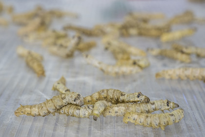 France, Gard (30), Monoblet, l'Atelier Sericyne relance la sériciculture française, élevage de vers à soie et production de soie d'exception et intissée pour la réalisation d'objets de décoration