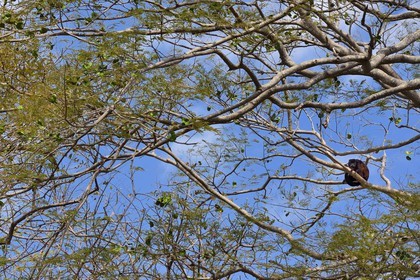Nicaragua, Ile d'Ometepe réserve mondiale de Biosphère sur le lac Nicaragua, marais le long du Rio Istian, singe hurleur à manteau ou Hurleur à pèlerine (Alouatta palliata)