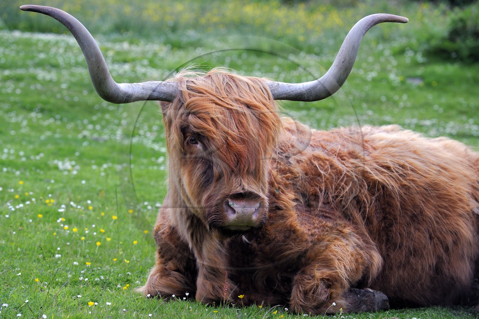 Royaume-Uni, Ecosse, Highland, Hébrides intérieures, Ile de Mull, vache de race Highland